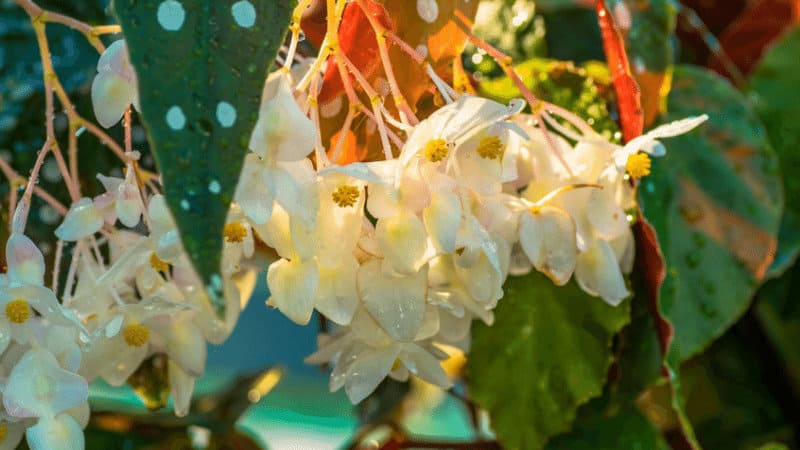 Begonia is capable of bearing extraordinary flowers with a bright and striking appearance