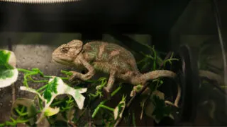 Best Plants for Chameleons