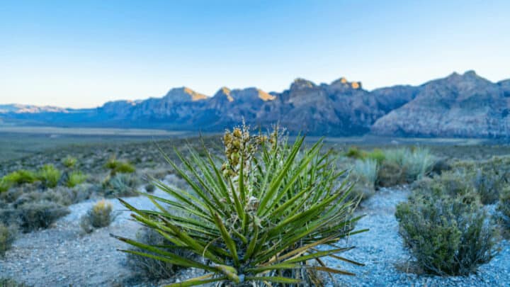 30 Best Plants for Desert Heat – Best Guide [2022]