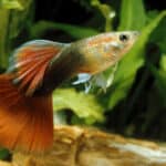 20 Best Plants For Guppies - Top List 2022 3