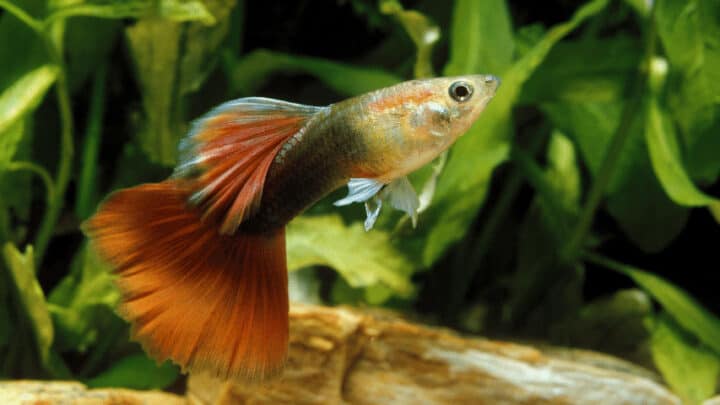 20 Best Plants For Guppies – Top List 2022