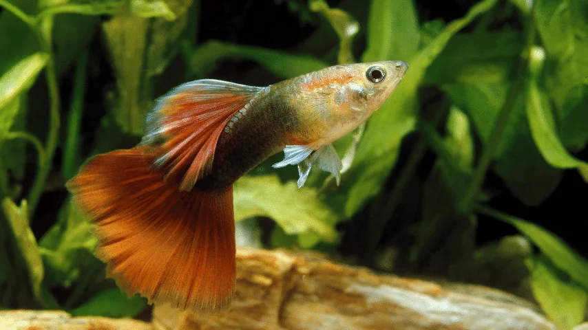 20 Best Plants For Guppies - Top List 2023 1