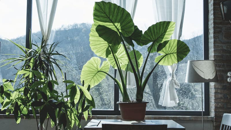 Best Plants for Living Room