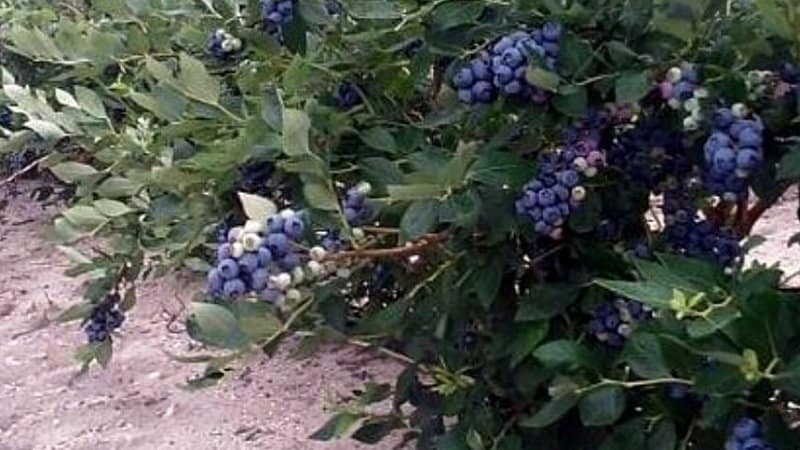 Biloxi is another shrub with blue berries that you can occassionally prune