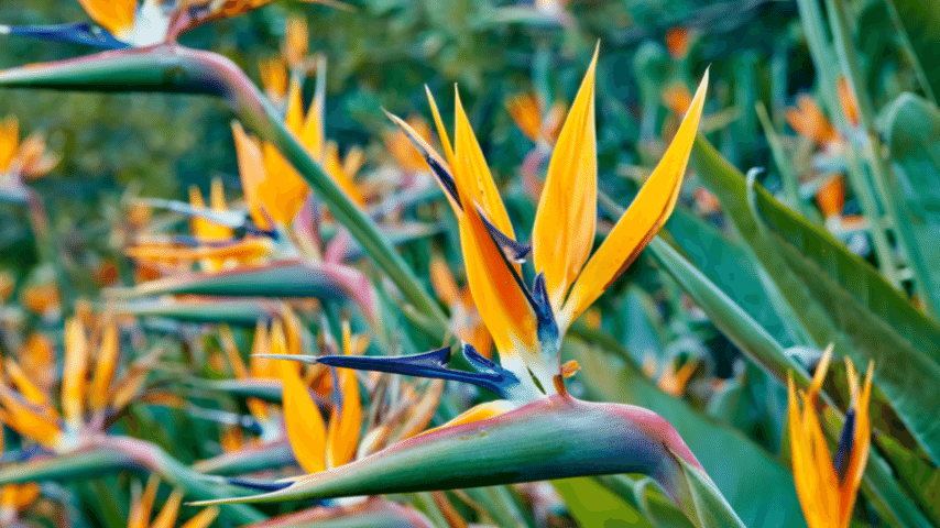 Bird of Paradise a beautiful leafy green plant that adds attraction to your balcony