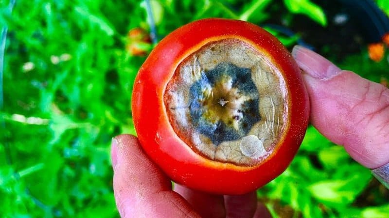 Blossom end rot, which leads to formation of white spots inside tomatoes, is caused by nutrient deficiency