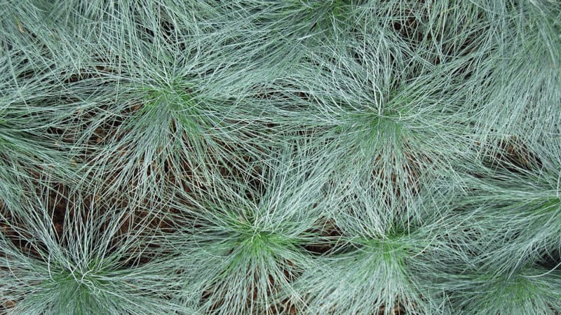 Blue Fescue Grass (Festuca glauca)