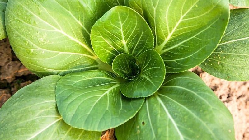 Bok Choy is a fast-growing vegetable that you can grow in an aquaponics system