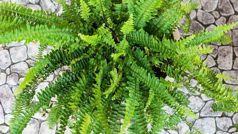 Boston Fern is another low-maintenance plant that you can grow in a bathroom with no lights