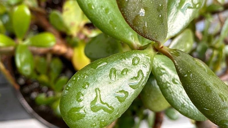 Both over- and underwatering of a Jade plant can lead to it drooping