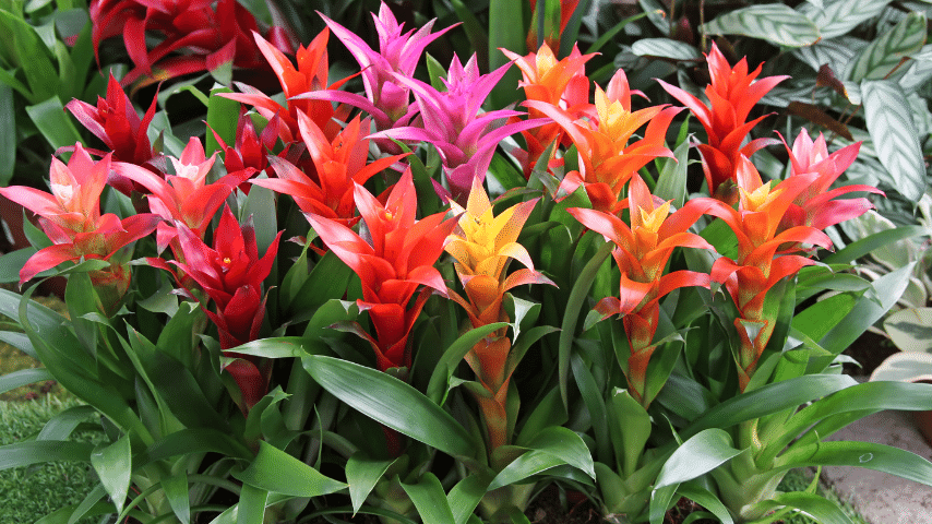 Bromeliads produce colorfully patterned flowers perfect for a colorful wall decor