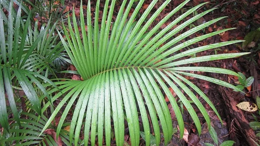 The Butterfly Palm is great for an office with windows if you have ample space in it