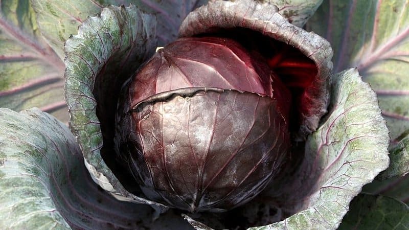 Cabbage is another low-maintenance and easy-to-grow vegetable that can thrive in an aquaponics system