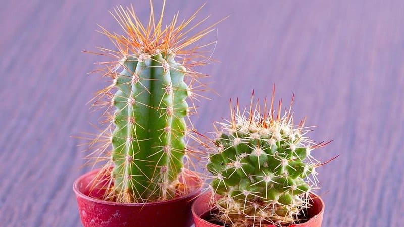 Cacti can survive in an office with windows as they can survive without water for weeks