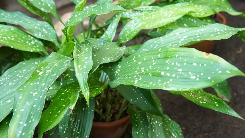 One of the best plants to grow in an office with windows is the Cast Iron Plant