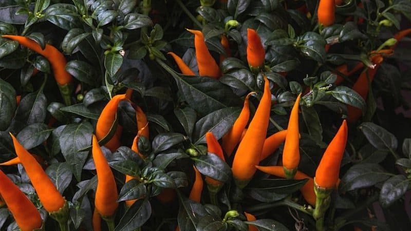 Chili Peppers can be grown in an aquaponics system depending on the temperature of your area