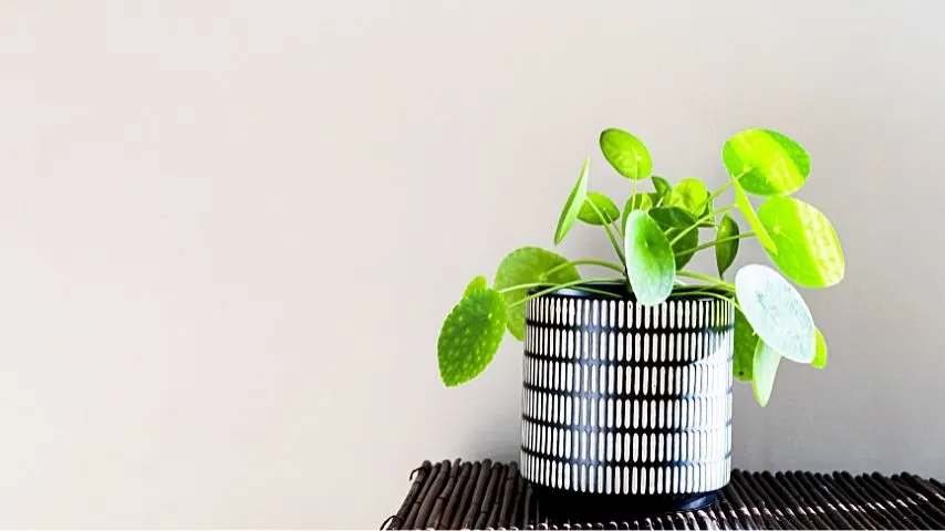 Chinese Money Plants can thrive in an office with windows so long as the sunlight there is bright but indirect 