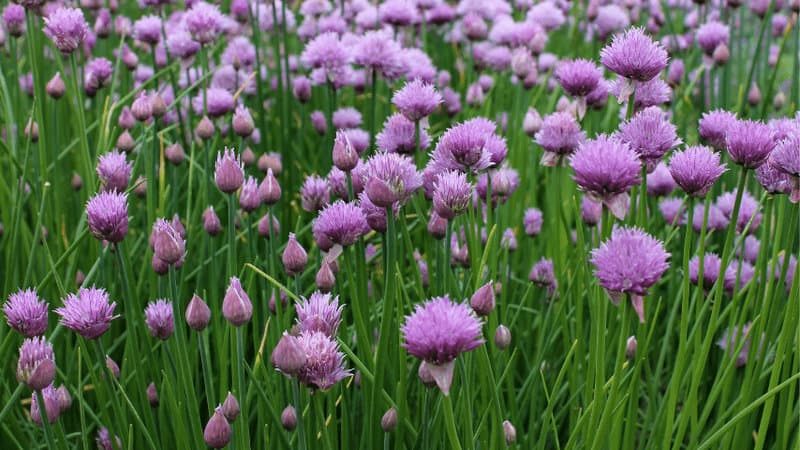 Chives are perfect for wall planters that love soups 