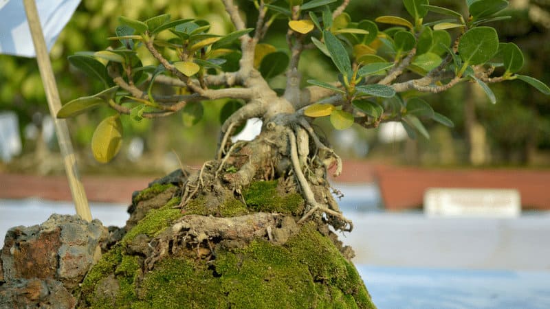 Choose the Bonsai Shape for the Jade Plant