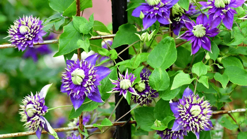 Clematis The mauve, blue and vibrant purples add so much personality to the balcony