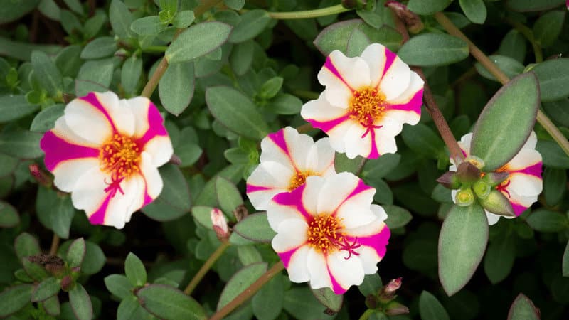 Common Purslane (Portulaca oleracea)