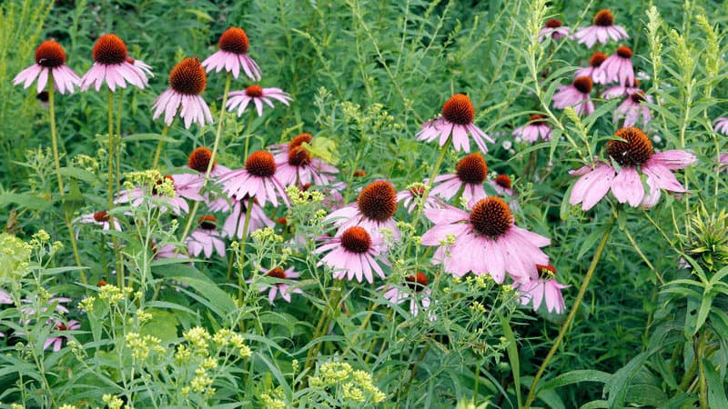 17 Plants That Make Your Garden Pop with Color 2