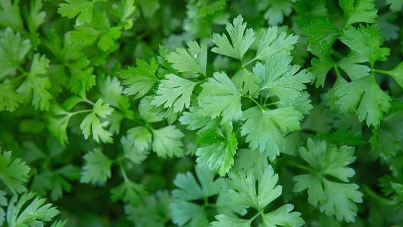 No matter what aquaponics set up you have, you can easily grow Coriander in it