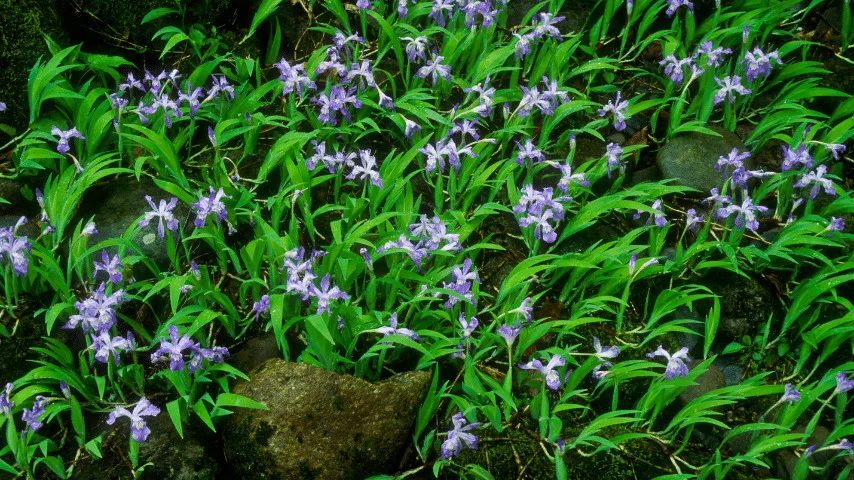 Crested iris (Iris Cristata)