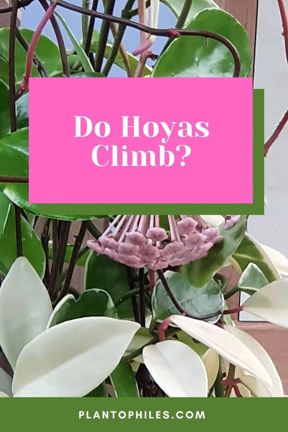 Do Hoyas Climb?