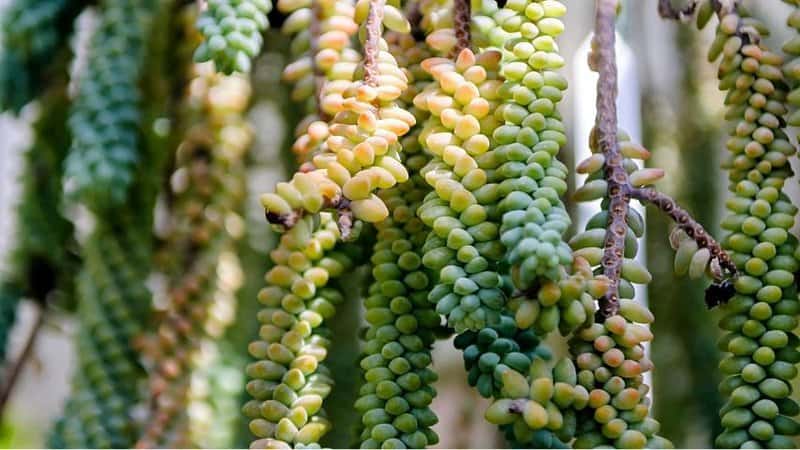 Though the Donkey Tails need to be watered every 2 weeks, you can easily propagate and grow them in an office with windows