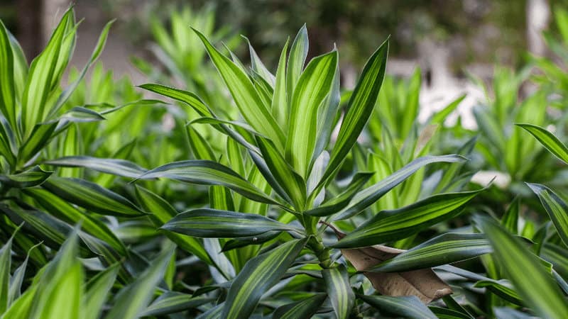 Dracaena indoor plant can thrive in shaded balconies and doesn’t require ample sunlight