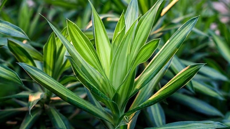 Dracaena is another low-light plant that you can grow in an office with no windows