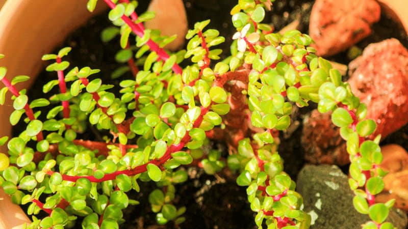 Elephant Bush (Portulacaria afra)