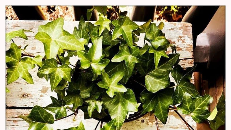 The English Ivy, with its ability to climb walls and sporting beams, freshens up your bathroom with no lights