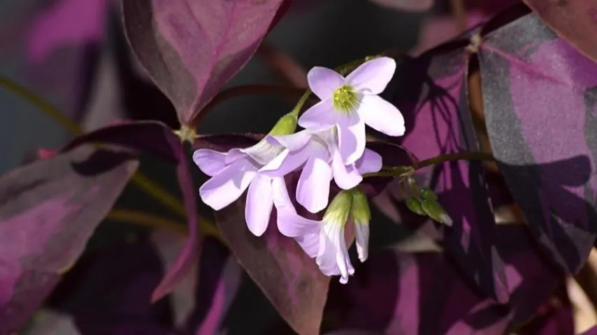 False Shamrock is another low-maintenance plant you can grow in an office with windows