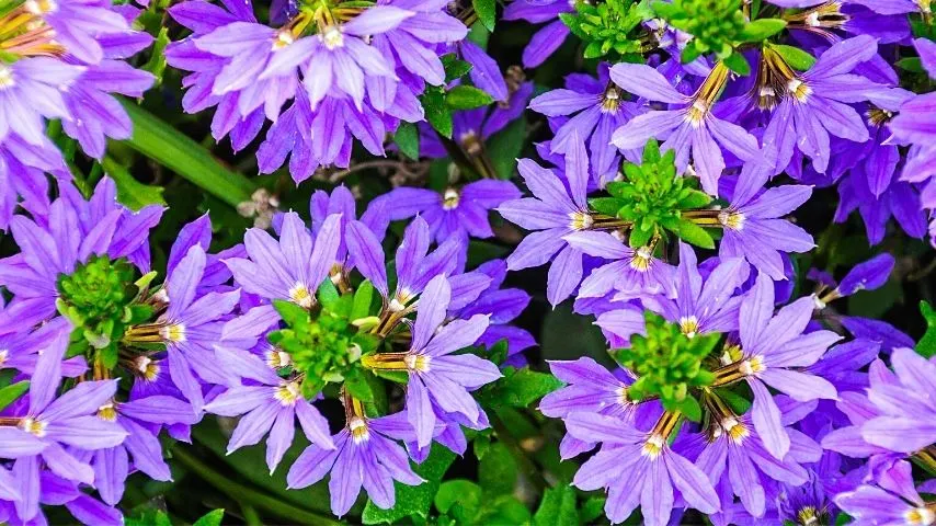 Fan Flowers (Scaevola Aemula Blue Wonder) are drought-resistant and wouldn't need regular watering, which can be supported by lining its container with coco liners