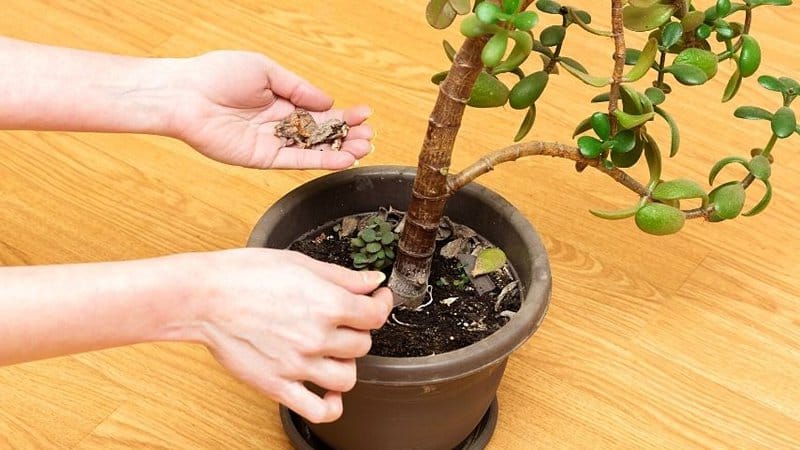 Feel the Jade plant's soil if it's moist. If it's dry, make sure to water your Jade plant