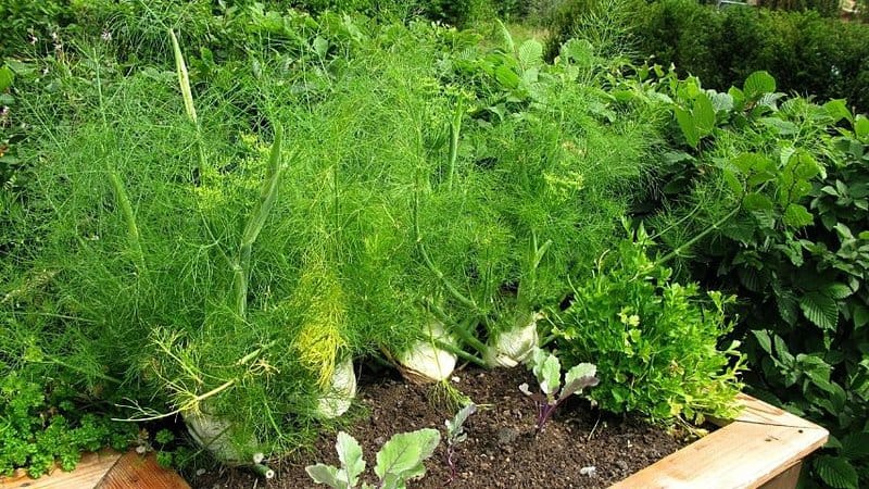 Fennel is another great herb to grow in an aquaponics system due to its medicinal properties