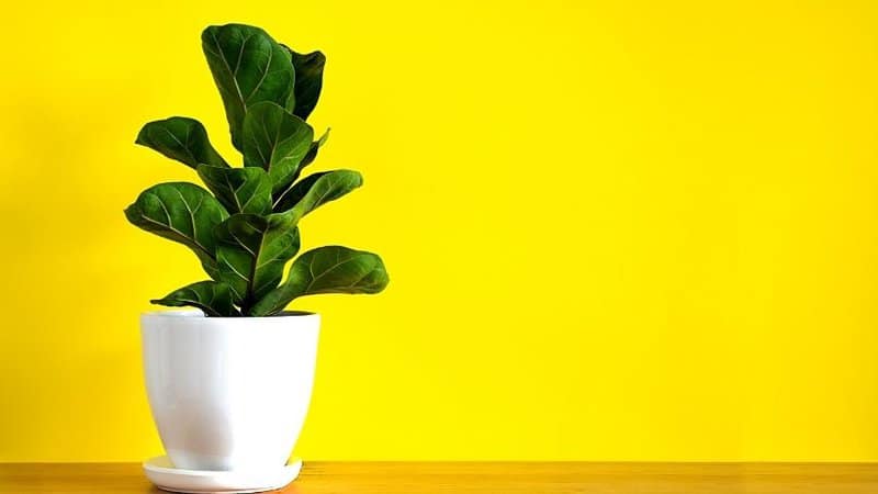 Ficus Lyrata is standard indoor-growing plant you can place in an office with no windows