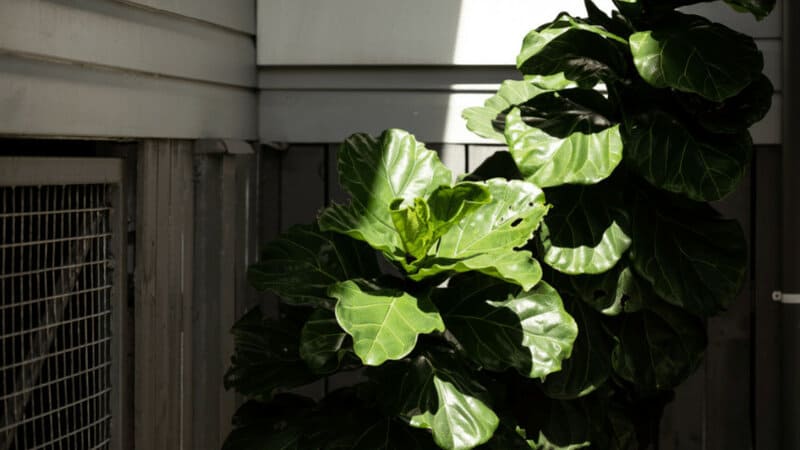 Fiddle leaf fig plant receives too much harsh, direct light, it may develop yellow leaves