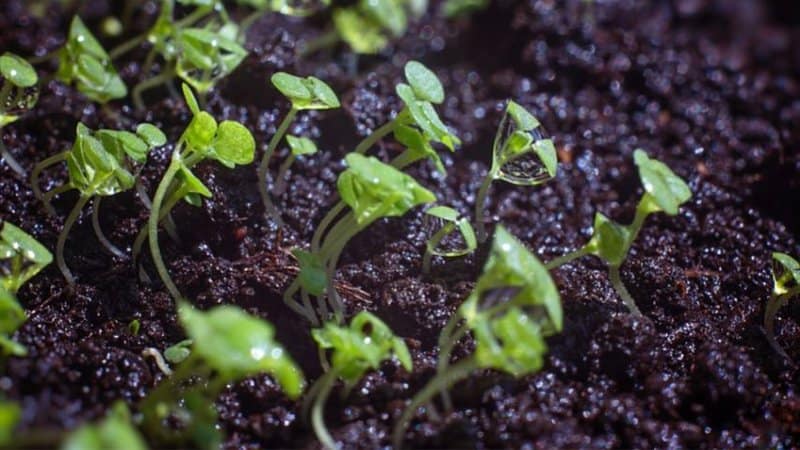 For Mint sprouts to grow, they need soil that is both rich in nutrients and moist