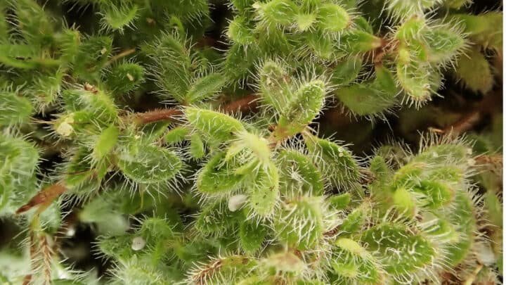 10 Fuzzy Plants – Nr. 6 Is a Stunner!