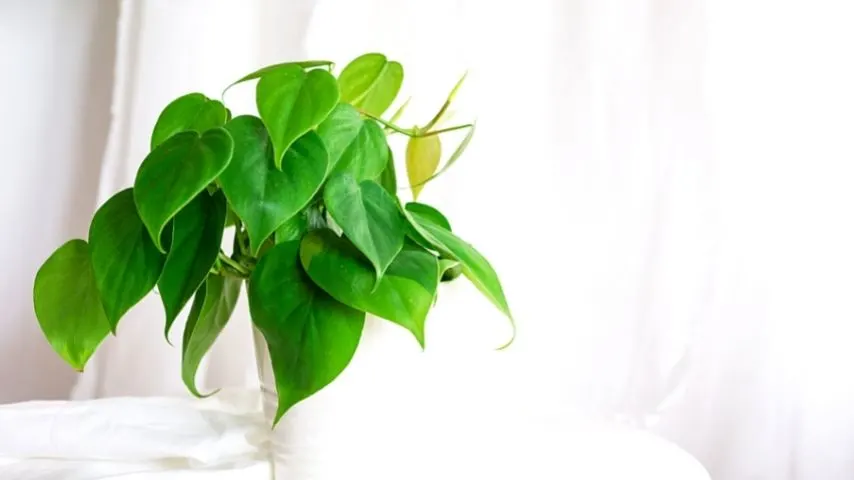 Heart Leaf Philodendron (Philodendron Hederaceum) is one of the most popular Philodendrons that are planted in hanging baskets, best lined with coco liners