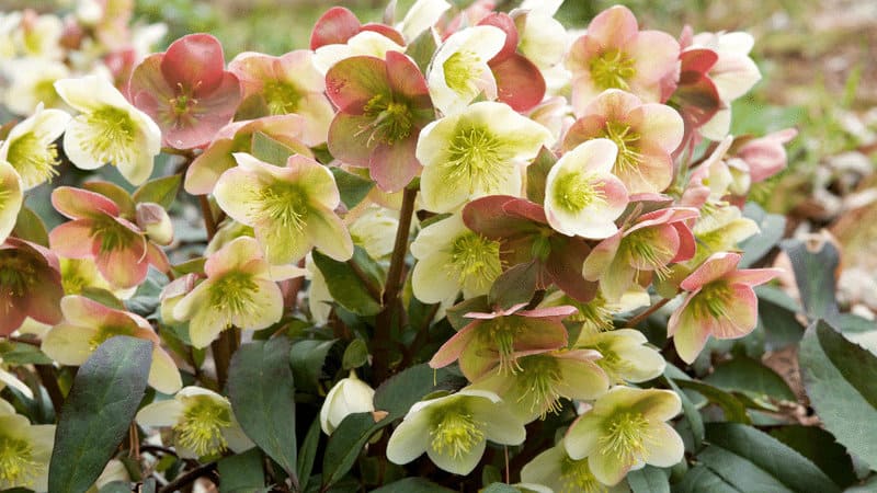 Hellebores are usually a good option for shaded spots