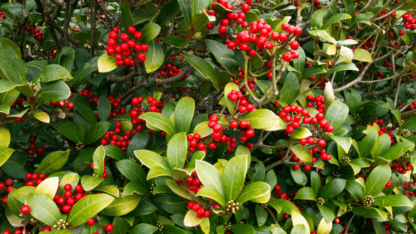 Holly low-maintenance plant that just needs a lot of water when grown in a pot of your balcony