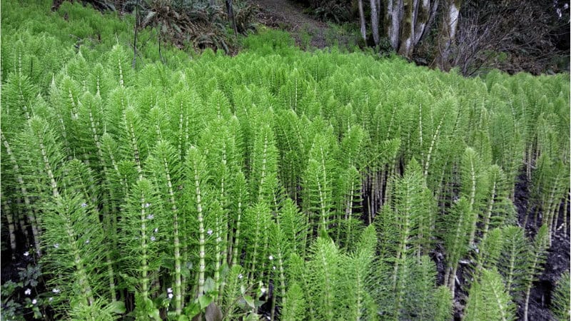 Horsetail minimal appeal of this basic plant is enough to make it a favorite among balcony-approved plants