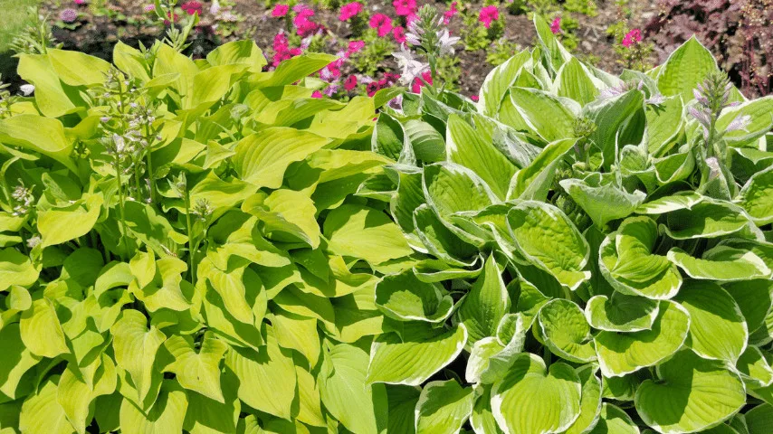Hosta bring lush succulent leaves in various hues and shapes to the shadow landscape beneath the trees 