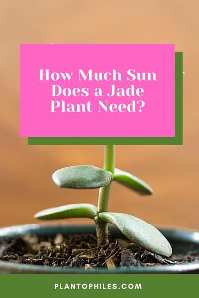 How Much Sun Does a Jade Plant Need?