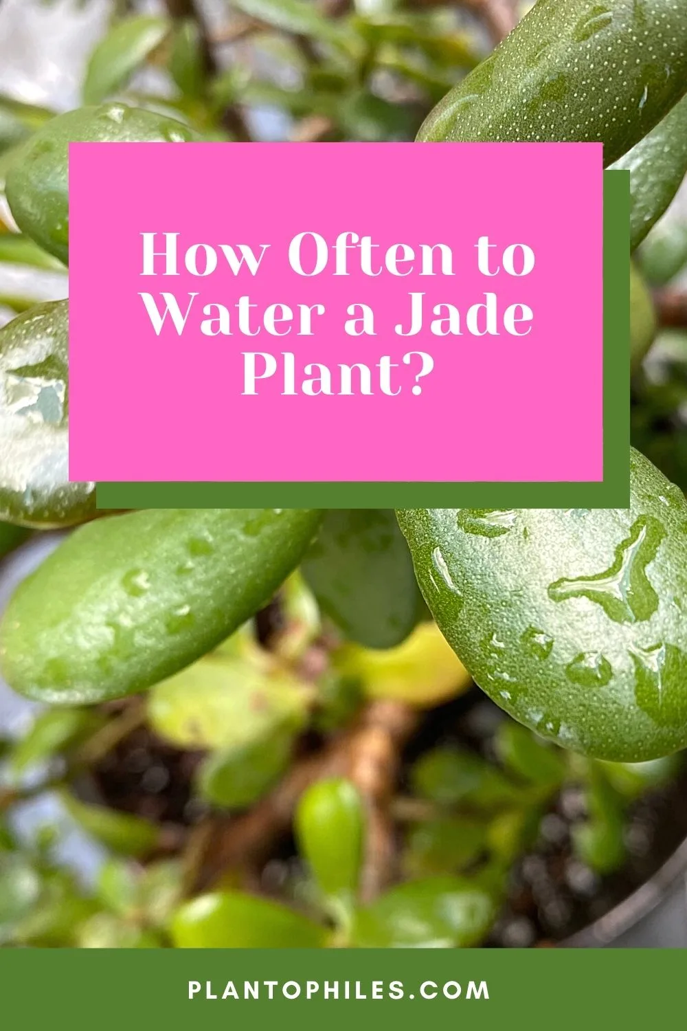 How Often to Water a Jade Plant?