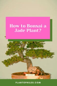 How to Bonsai a Jade Plant? 10 Best Steps to Success